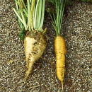 Futtermöhre Rote Riesen (Daucus carota) - 1 kg