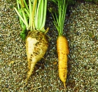 Futtermöhre Rote Riesen (Daucus carota) - 1 kg