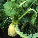 Rübe - Herbstrübe / Stoppelrübe (Brassica rapa var. rapa) - 1 kg