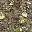 Rübe - Steckrübe / Kohlrübe (Brassica napus var. Napobrassica) - 1 kg