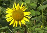 Sonnenblume Iregi (Großteller)  (Helianthus annuus) - 1 kg
