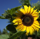 Sonnenblume Peredovick (Helianthus annuus) - 1 kg