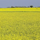 Senf - Gelbsenf (Sinapis alba) - 1 kg