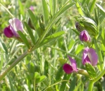 Wicke - Sommerwicke (Vicia sativa) - 1 kg)