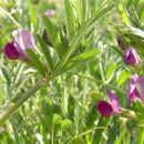 Wicke - Sommerwicke (Vicia sativa) - 1 kg)