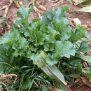 Rübe - Winterrübse (Brassica rapa ssp. oleifera) - 1 kg