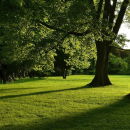 Rasen - Lord 02 - Schattenrasen (halbschattige/schattige Lagen)(VPE 1 kg)