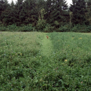 Wie lege ich einen Wildacker an - von Bodenvorbereitung bis Düngung