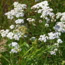 Schafgarbe (Achillea millefolium ) - 100 g