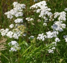 Schafgarbe (Achillea millefolium ) - 500 g