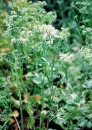 Anis (Pimpinella anisum)  - 1 kg