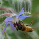 Borretsch (Borago officinalis ) - 100 g