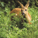 Leguminosenmischung (2 kg)