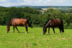 Pferdeweide-Nachsaat (10 kg)