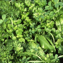 Kräutermenü - Beimischung für Pferdeweiden + Wildwiesen (500 g)
