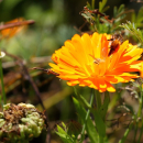 Ringelblume (Calendula officinalis) - 500g