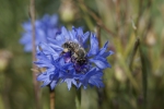 Kornblume (Centaurea cyanus) - 500 g