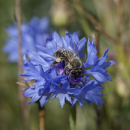 Kornblume (Centaurea cyanus) - 500 g