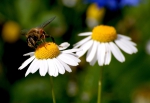 Margerite (Chrysanthemum leucanthemum) - 1 kg