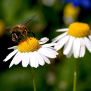 Margerite (Chrysanthemum leucanthemum) - 100 g