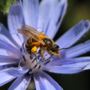 Wegwarte (Cichorium intybus) - 500 g