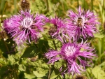 Wiesenflockenblume  (Centaurea jacea) - 50 g