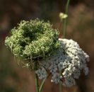 Wilde Möhre (Daucus carota) - 1 kg