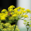Fenchel  (Foeniculum vulgare ) - 100 g