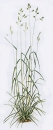 Gras - Knaulgras  (Dactylis glomerata) - 1 kg