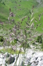 Gras - Rotschwingel  (Festuca rubra rubra) - 1 kg