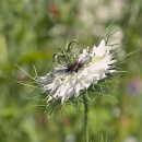 Schwarzkümmel (Nigella sativa ) - 100 g