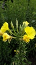 Nachtkerze (Oenothera biennis) - 100 g