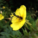 Nachtkerze (Oenothera biennis) - 100 g