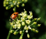 Petersilie (Petroselinum sativum) - 1 kg