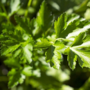 Petersilie (Petroselinum sativum) - 500 g