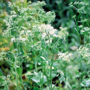 Anis (Pimpinella anisum)  - 500 g