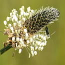 Spitzwegerich (Plantago lanceolata) - 500 g