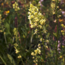 Färber-Wau, Färberresede (Reseda luteola) - 50g