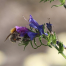 Salbei - Wiesensalbei (Salvia pratensis ) - 100 g