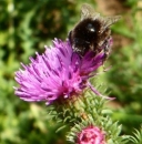 Mariendistel (Silybum marianum) - 1 kg