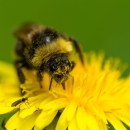 Löwenzahn (Taraxacum officinale) - 100 g