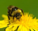 Löwenzahn (Taraxacum officinale) - 500 g