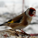 Vogelfutter - Waldvogelfutter 10kg