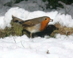 Winterstreufutter "Birdy" (10 kg)