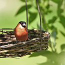 Vogelfutter - Streufutter "Birdy" (10 kg)