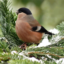 Vogelfutter - Wintermix (10 kg)