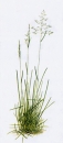Gras - Wiesenrispe (Poa pratensis) - 1 kg
