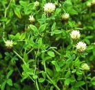 Klee - Alexandrinerklee  (Trifolium alexandrinum) - 1 kg
