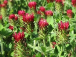 Klee - Inkarnatklee (Trifolium incarnatum) - 1 kg