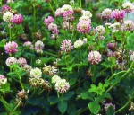 Klee - Schwedenklee (Honigklee)  (Trifolium hybridum) - 1 kg